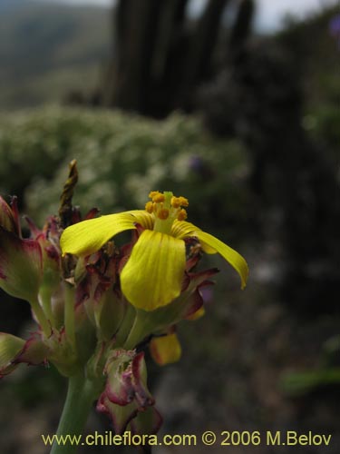 Imágen de Oxalis maritima (). Haga un clic para aumentar parte de imágen.