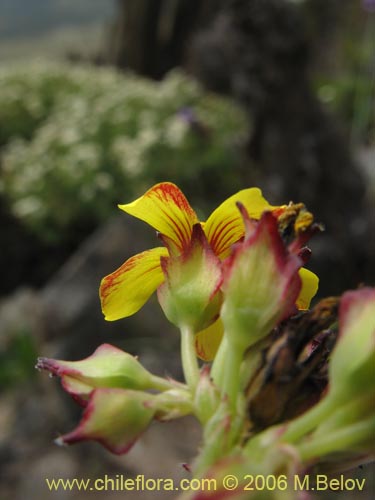 Imágen de Oxalis maritima (). Haga un clic para aumentar parte de imágen.