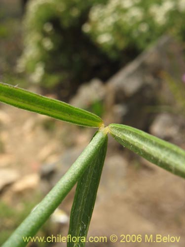 Imágen de Oxalis maritima (). Haga un clic para aumentar parte de imágen.