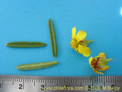 Image of Oxalis maritima (). Click to enlarge parts of image.