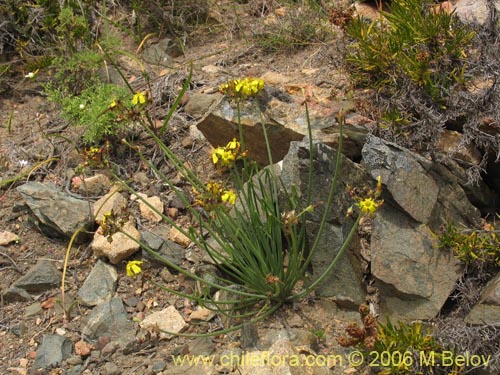 Image of Oxalis maritima (). Click to enlarge parts of image.