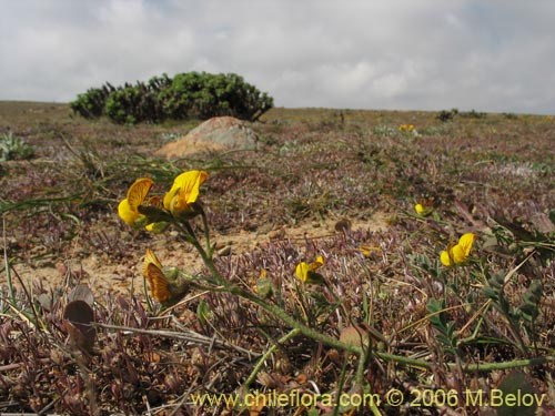 Imágen de Adesmia sp. #1785 (). Haga un clic para aumentar parte de imágen.