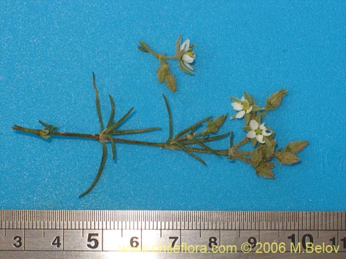 Image of Unidentified Plant sp. #2376 (). Click to enlarge parts of image.