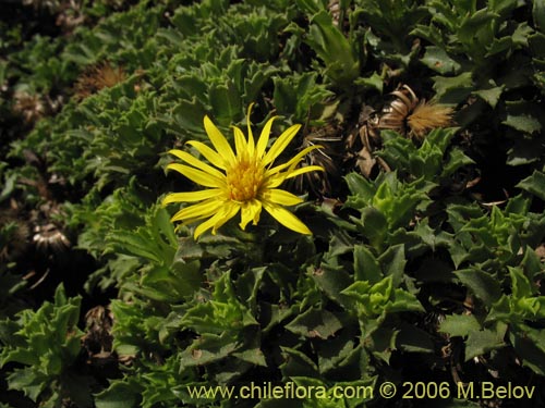 Imágen de Haplopappus sp. #1597 (). Haga un clic para aumentar parte de imágen.