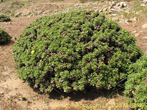 Bild von Haplopappus sp. #1597 (). Klicken Sie, um den Ausschnitt zu vergrössern.