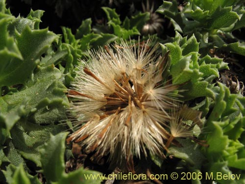 Haplopappus sp. #1597의 사진