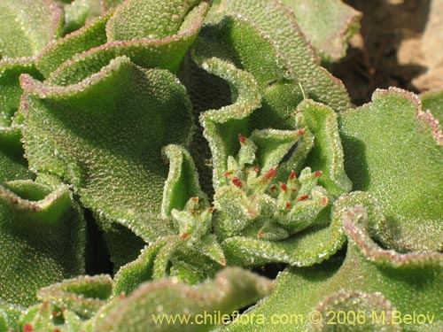 Imágen de Mesembryanthemum crystallinum (). Haga un clic para aumentar parte de imágen.