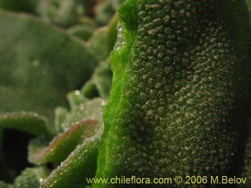 Image of Mesembryanthemum crystallinum (). Click to enlarge parts of image.