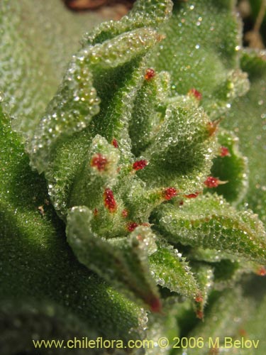 Image of Mesembryanthemum crystallinum (). Click to enlarge parts of image.