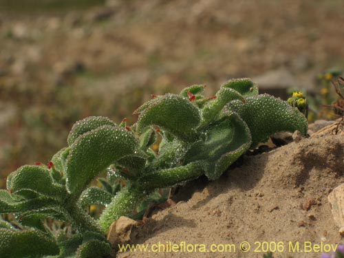 Imágen de Mesembryanthemum crystallinum (). Haga un clic para aumentar parte de imágen.