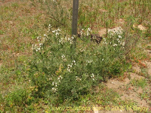 Фотография Astragalus sp.   #1596 (). Щелкните, чтобы увеличить вырез.