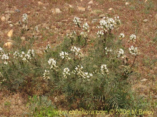 Astragalus sp. #1596の写真