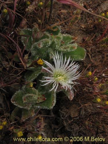 Imágen de Mesembryanthemum crystallinum (). Haga un clic para aumentar parte de imágen.