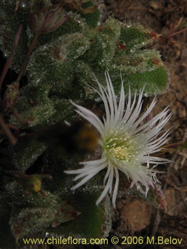 Imágen de Mesembryanthemum crystallinum (). Haga un clic para aumentar parte de imágen.