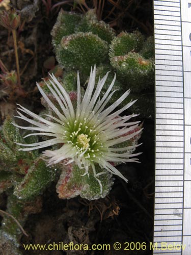 Imágen de Mesembryanthemum crystallinum (). Haga un clic para aumentar parte de imágen.