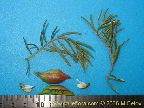 Astragalus sp.   #1596的照片