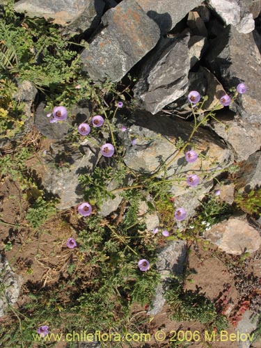 Bild von Cristaria sp. #3091 (). Klicken Sie, um den Ausschnitt zu vergrössern.