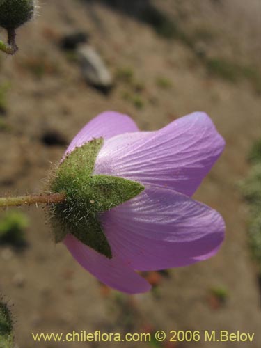 Bild von Cristaria sp. #3091 (). Klicken Sie, um den Ausschnitt zu vergrössern.