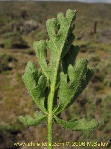 Bild von Cristaria sp. #3091 (). Klicken Sie, um den Ausschnitt zu vergrössern.