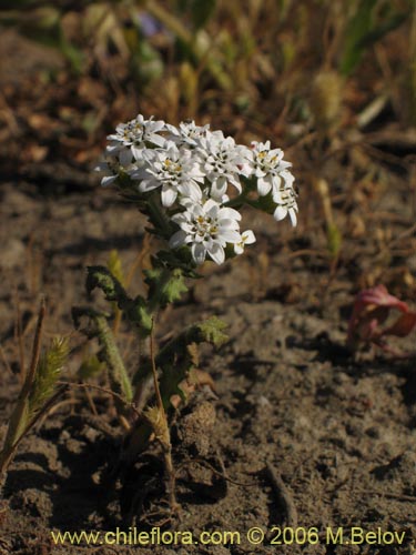 Leucheria sp. #7911的照片