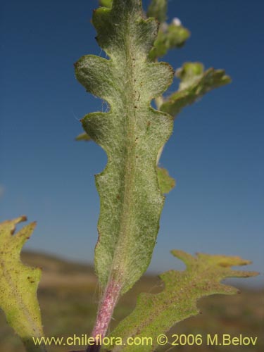 Image of Leucheria sp. #7911 (). Click to enlarge parts of image.