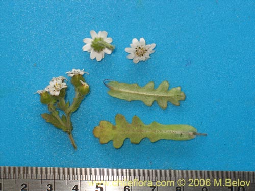 Image of Leucheria sp. #7911 (). Click to enlarge parts of image.