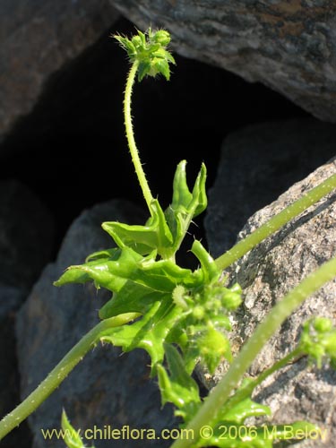 Bild von Loasa elongata (). Klicken Sie, um den Ausschnitt zu vergrössern.