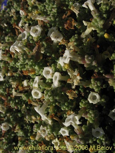 Bild von Nolana sedifolia (Sosa / Hierba de la lombriz / Sosa brava). Klicken Sie, um den Ausschnitt zu vergrössern.