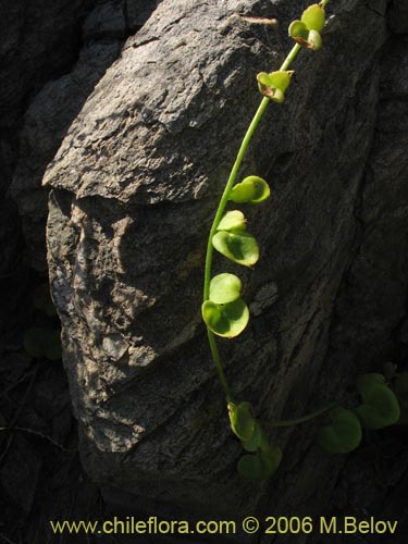 Dioscorea sp.   #1498の写真