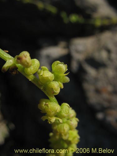 Dioscorea sp. #1498の写真