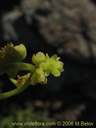 Фотография Dioscorea sp. #1498 (). Щелкните, чтобы увеличить вырез.