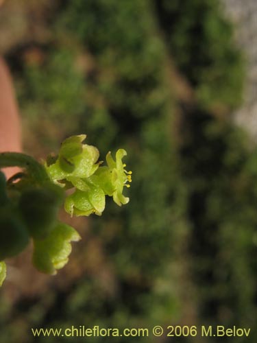 Bild von Dioscorea sp. #1498 (). Klicken Sie, um den Ausschnitt zu vergrössern.