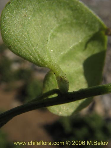 Bild von Dioscorea sp. #1498 (). Klicken Sie, um den Ausschnitt zu vergrössern.