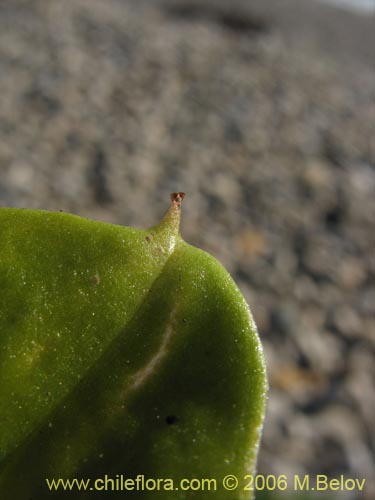 Dioscorea sp. #1498の写真