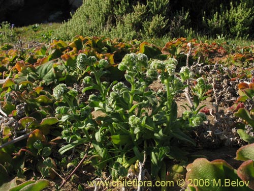 Cryptantha sp. #1595의 사진