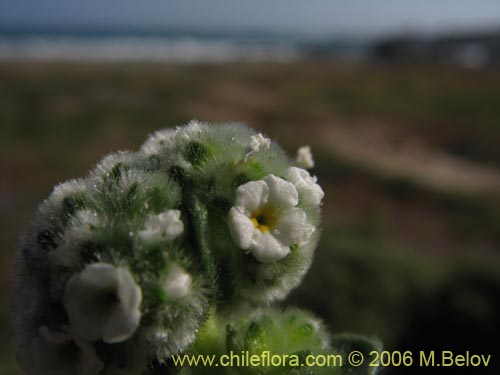 Cryptantha sp. #1595の写真