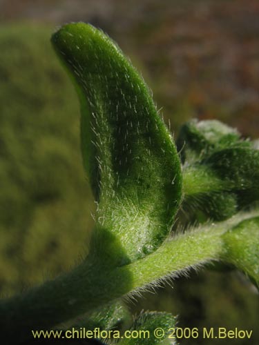 Imágen de Cryptantha sp. #1595 (). Haga un clic para aumentar parte de imágen.