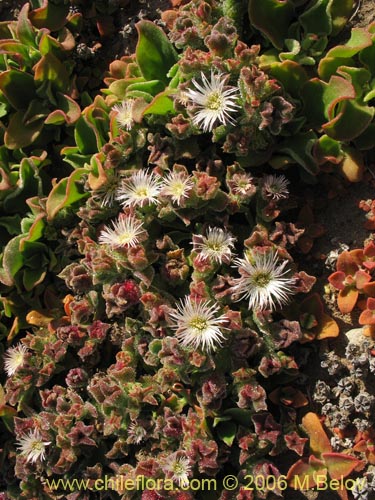 Bild von Mesembryanthemum crystallinum (). Klicken Sie, um den Ausschnitt zu vergrössern.