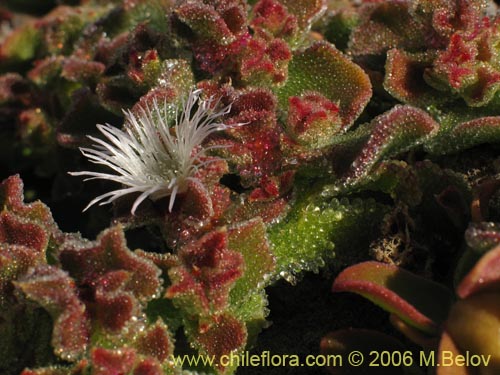Image of Mesembryanthemum crystallinum (). Click to enlarge parts of image.