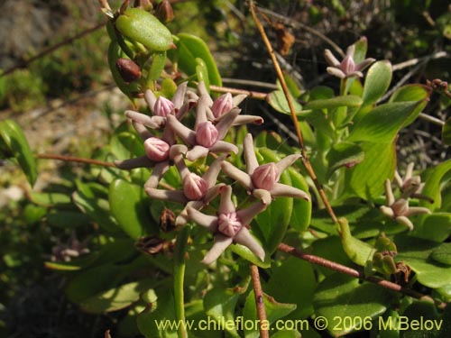 Фотография Cynanchum boerhaviifolium (). Щелкните, чтобы увеличить вырез.