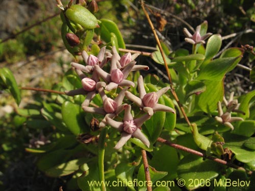 Cynanchum boerhaviifoliumの写真