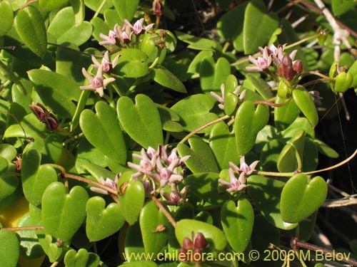 Фотография Cynanchum boerhaviifolium (). Щелкните, чтобы увеличить вырез.