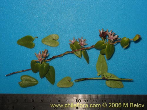 Cynanchum boerhaviifolium的照片