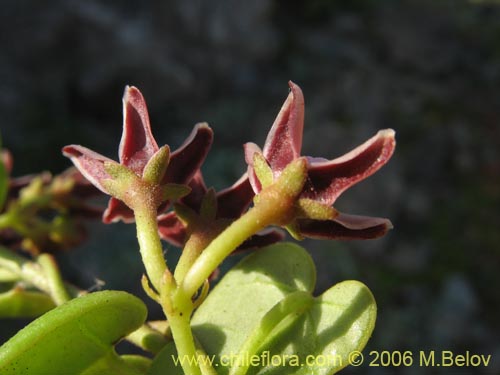 Cynanchum boerhaviifoliumの写真