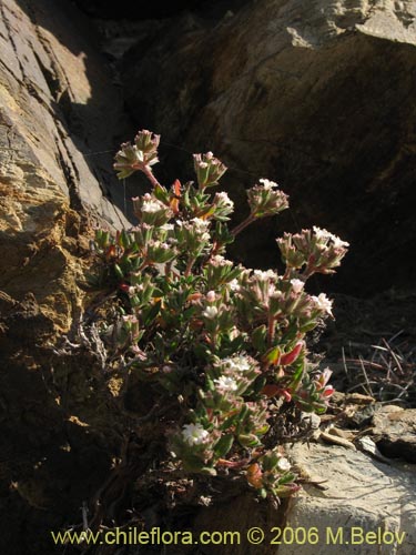 Chorizanthe sp. #2380의 사진