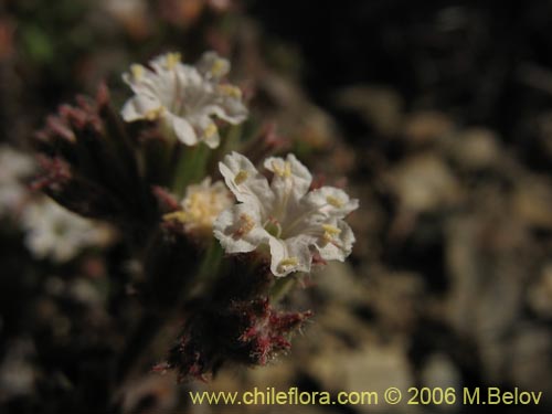 Chorizanthe sp. #2380의 사진