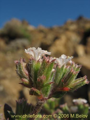 Image of Chorizanthe sp. #2380 (). Click to enlarge parts of image.