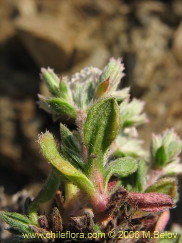 Image of Chorizanthe sp. #2380 (). Click to enlarge parts of image.