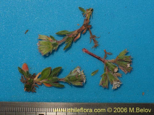 Image of Chorizanthe sp. #2380 (). Click to enlarge parts of image.