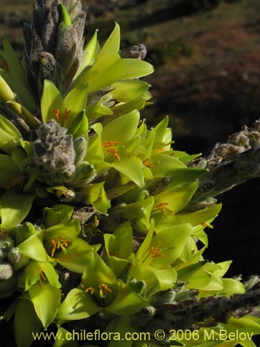 Bild von Puya chilensis (Puya / Chagual). Klicken Sie, um den Ausschnitt zu vergrössern.